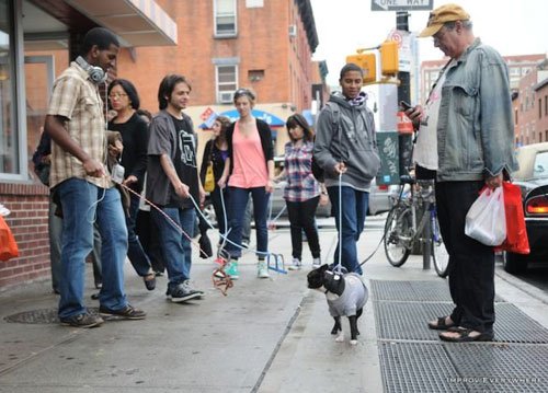 Il cane e i suoi dubbi