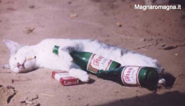 gatto-ubriaco.jpg