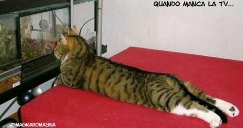 Gatto che guarda la tv