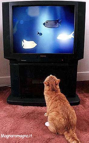 tv-per-gatti.jpg