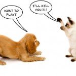 Cani e gatti - Cosa pensano veramente