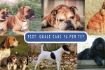 Quale razza di cane scegliere? Test