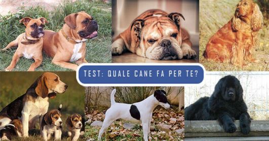 quale-cane-fa-per-te