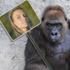 fotomontaggio con gorilla