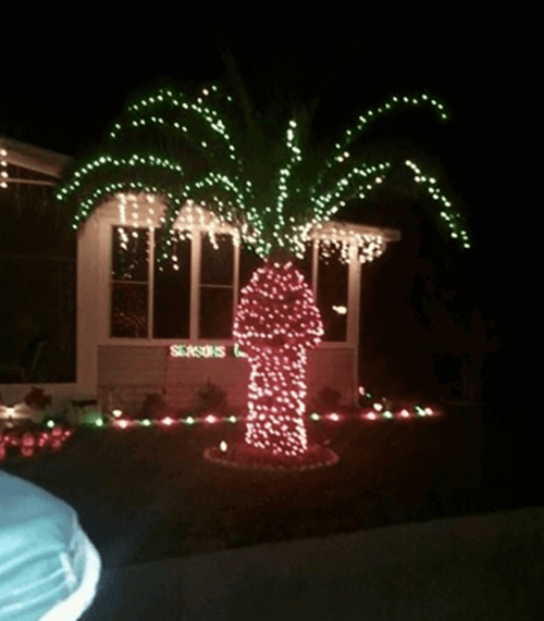 palma natalizia dalle forme hot