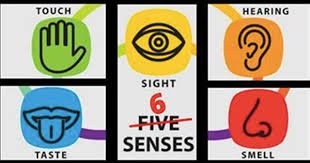 i 5 sensi